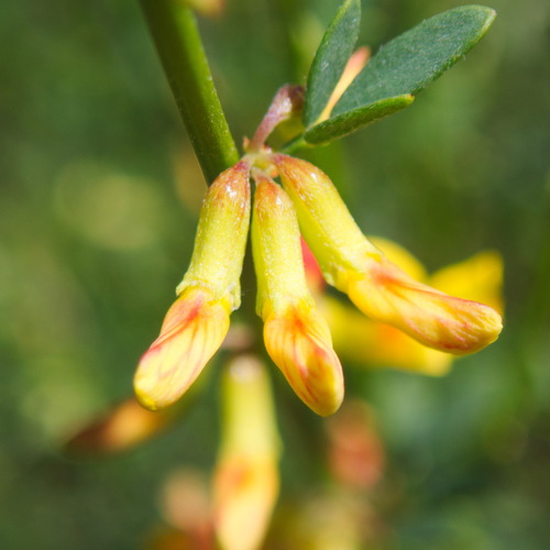 deerweed (Acmispon glaber)
