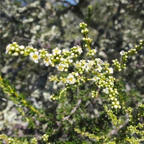 chamise (Adenostoma fasciculatum)