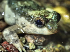 Celebes Oriental Frog photo 2