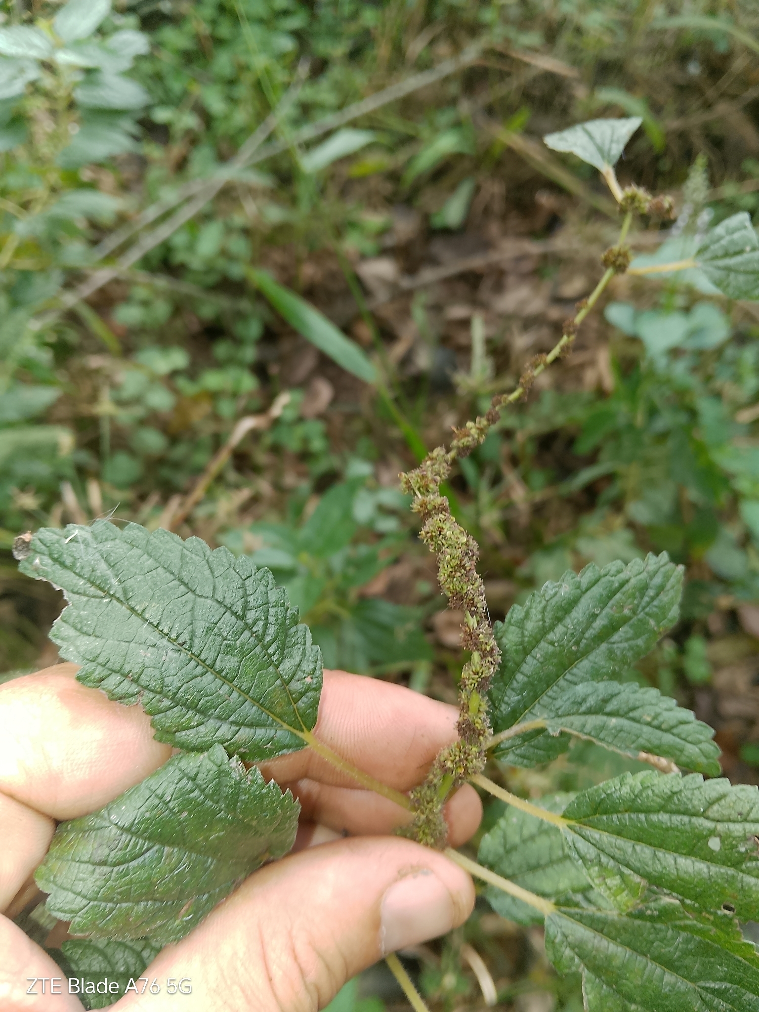 Smallspike False Nettle (Boehmeria cylindrica)