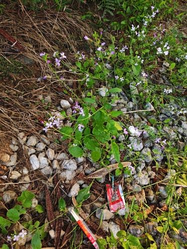 Chinese Violet Cress