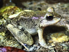 Limnonectes grunniens