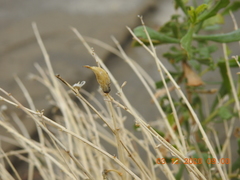 Astragalus tricarinatus
