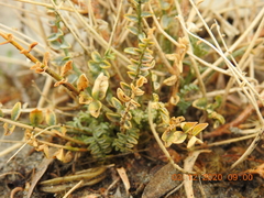 Astragalus tricarinatus
