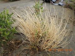 Astragalus tricarinatus