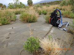 Astragalus tricarinatus