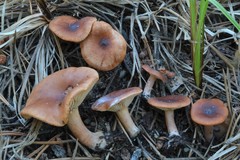 Lactarius alpinus mitis