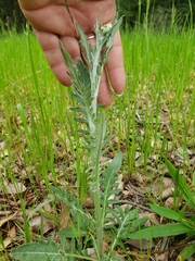 Hymenopappus artemisiifolius