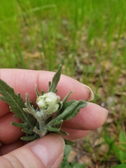 Hymenopappus artemisiifolius