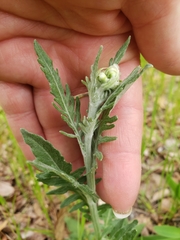 Hymenopappus artemisiifolius