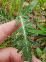 Hymenopappus artemisiifolius