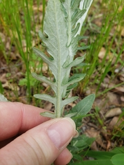 Hymenopappus artemisiifolius