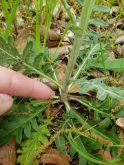 Hymenopappus artemisiifolius