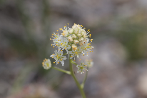 foothill deathcamas (Toxicoscordion paniculatum)