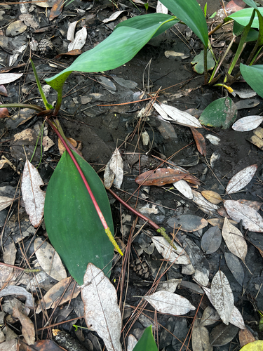 Golden Club (Orontium aquaticum)