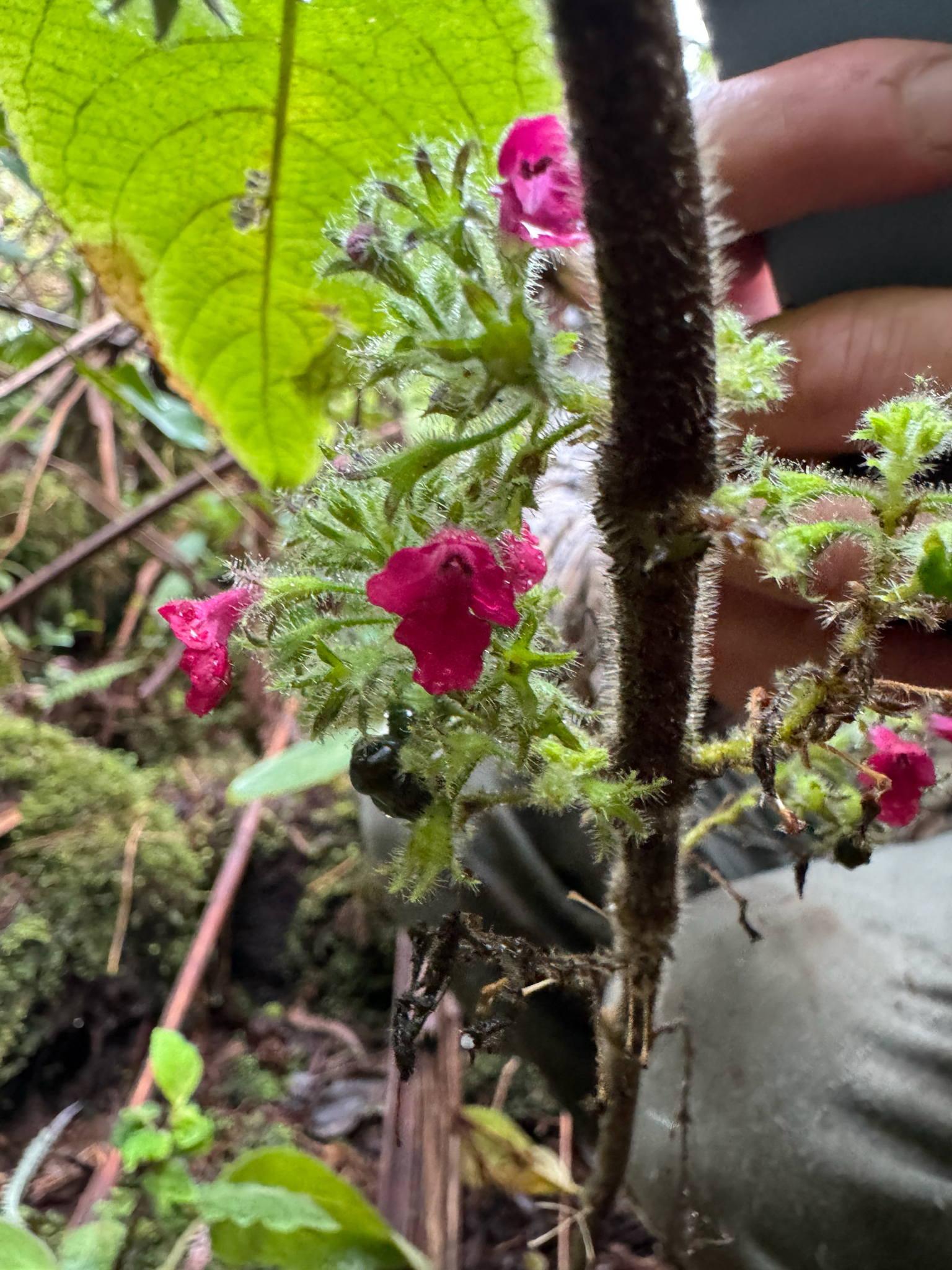 Phyllostegia floribunda