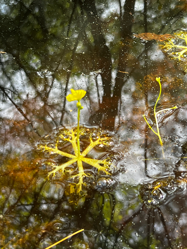 Small Swollen Bladderwort (Utricularia radiata)