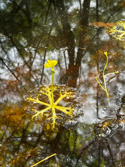 Utricularia radiata, photograph (c) David Bartholow, some rights reserved (CC BY)