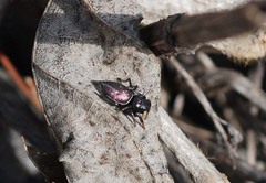 Heliophanus ussuricus