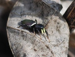 Heliophanus ussuricus