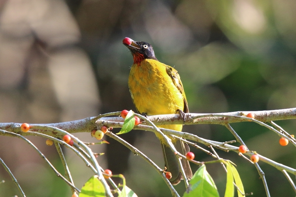 Ruby-throated Bulbul photo