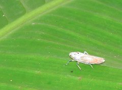 Bothrogonia ferruginea