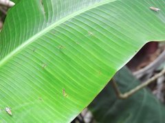 Bothrogonia ferruginea