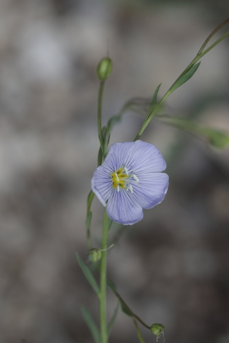 Lewis flax (Linum lewisii)