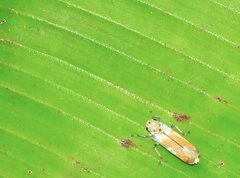 Bothrogonia ferruginea