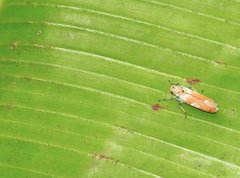 Bothrogonia ferruginea