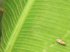 Bothrogonia ferruginea