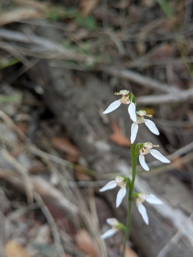white bunny orchid (Eriochilus dilatatus)