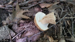 Boletus variipes