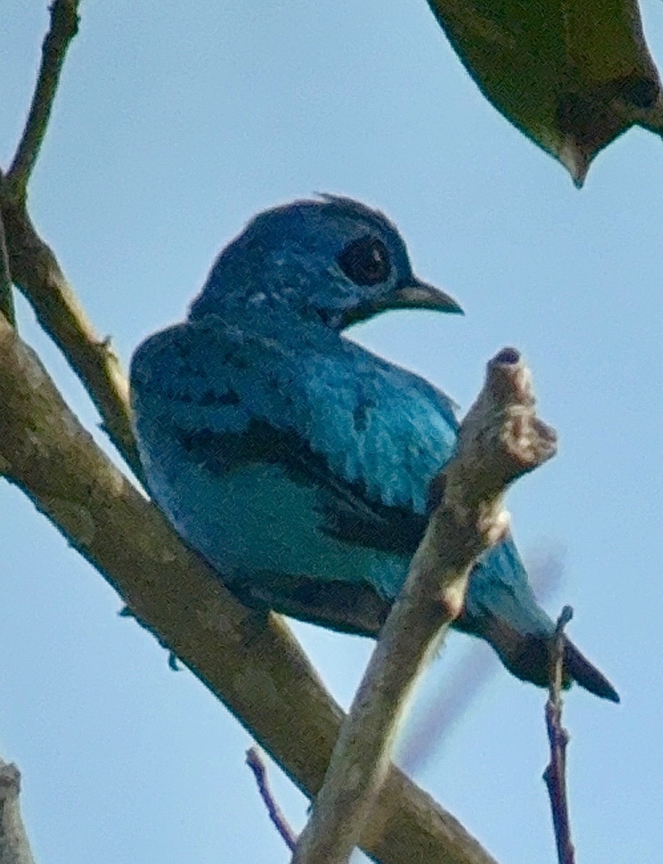 Blue Cotinga (Cotinga nattererii), photo 6