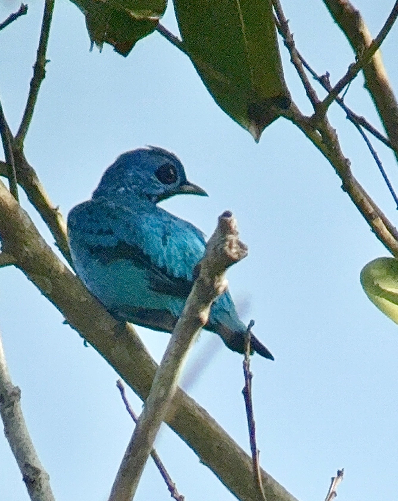 Blue Cotinga (Cotinga nattererii), photo 5