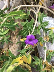 Ruellia californica californica