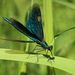 Beautiful Demoiselle - Photo (c) sokolkov2002, some rights reserved (CC BY-NC), uploaded by sokolkov2002