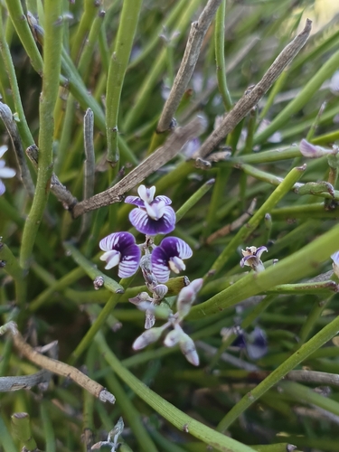 New Zealand common broom (Carmichaelia australis)