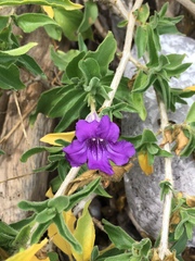 Ruellia californica californica