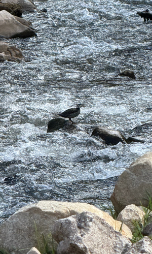 Torrent Duck