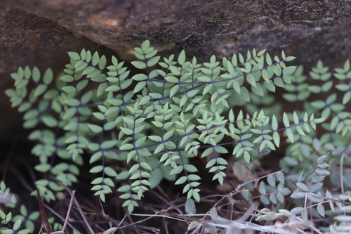 spiny cliff-brake (Pellaea truncata)