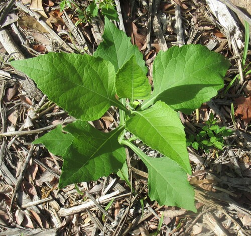 frostweed (Verbesina virginica)