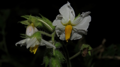 Morelle À Feuilles De Sisymbre (Solanum sisymbriifolium)