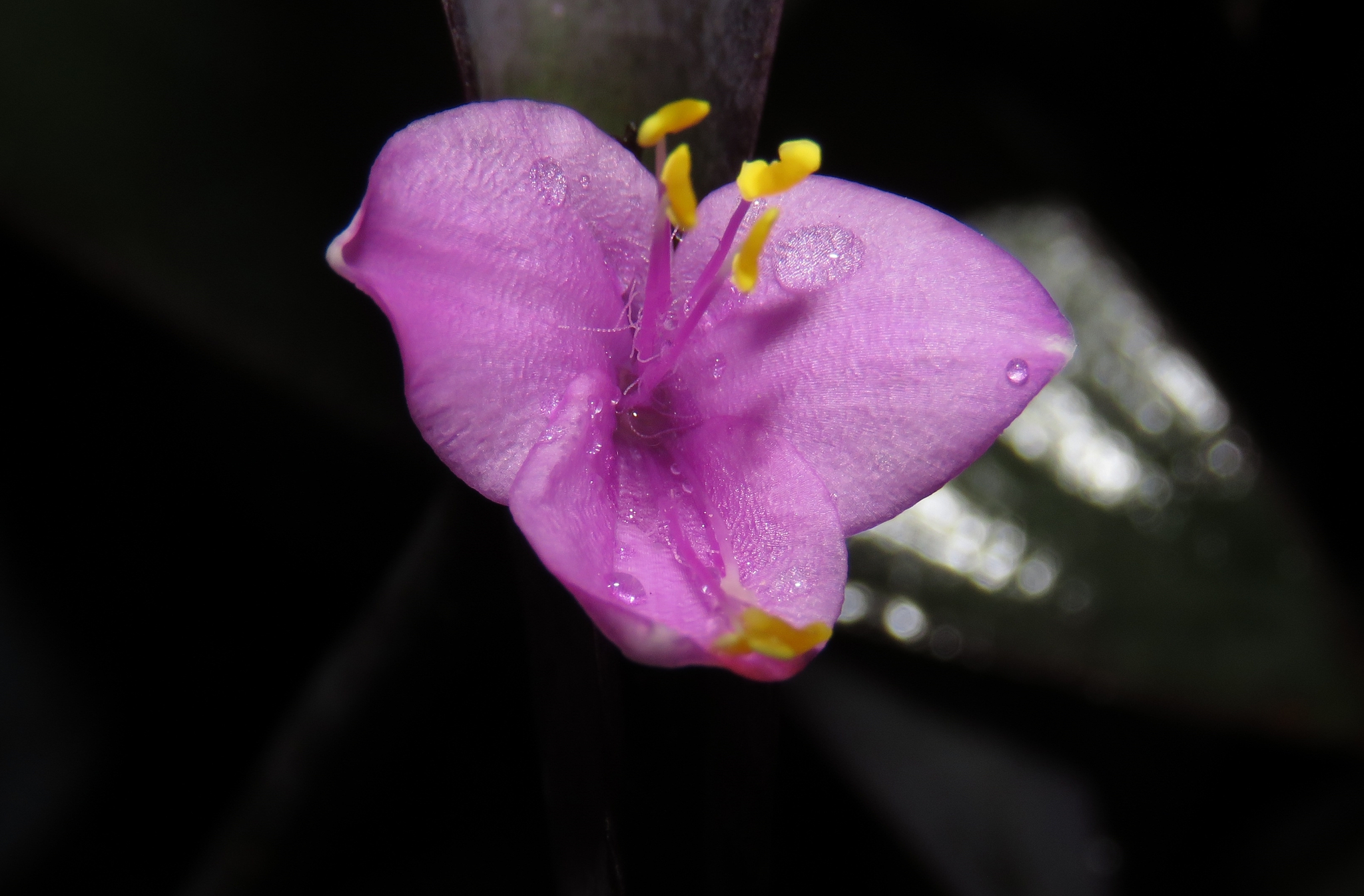 Purple Heart (Tradescantia pallida)