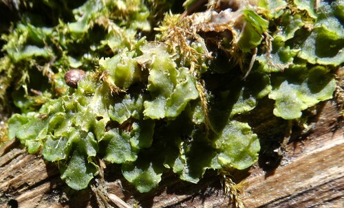 greasewort (Aneura pinguis)