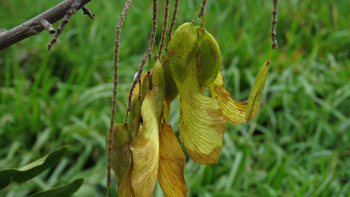 Pterogyne nitens, photograph 6