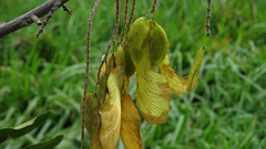 Pterogyne nitens, photograph (c) Rafael Rosa, some rights reserved (CC BY-SA)