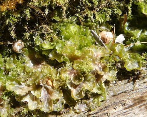 Common Kettlewort (Blasia pusilla)