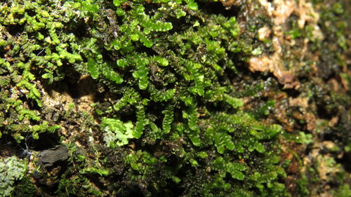 yellow pouncewort (Lejeunea flava)
