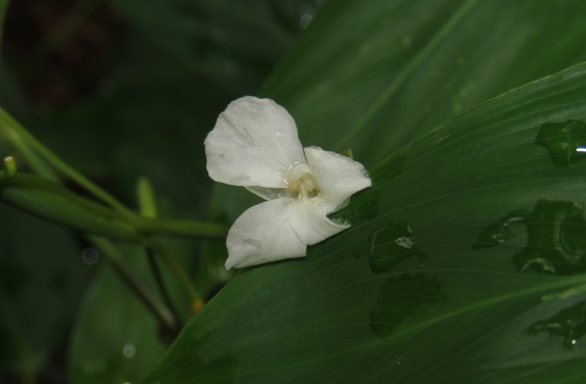 Arrowroot (Maranta arundinacea)
